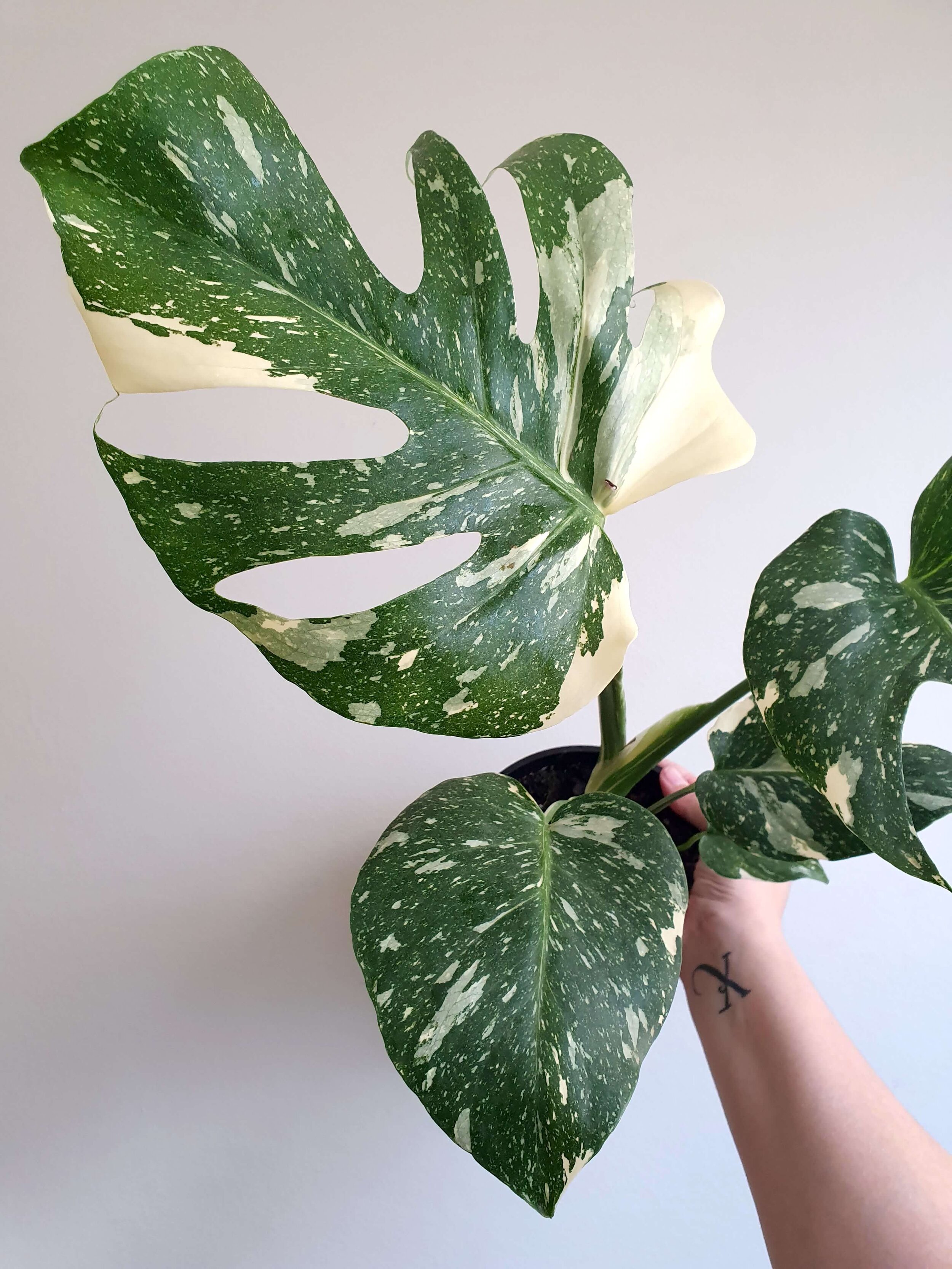 Variegated Monstera Deliciosa: Which one is which? — Verdant Dwellings